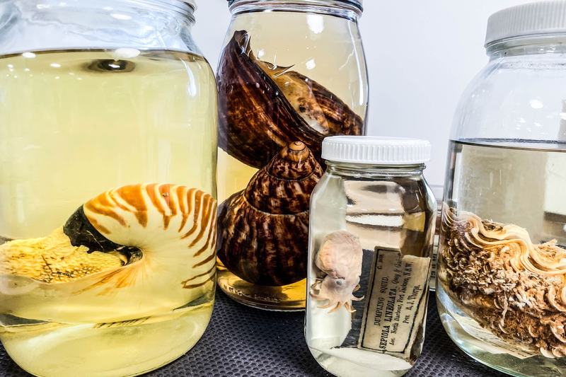 AM collection of molluscs