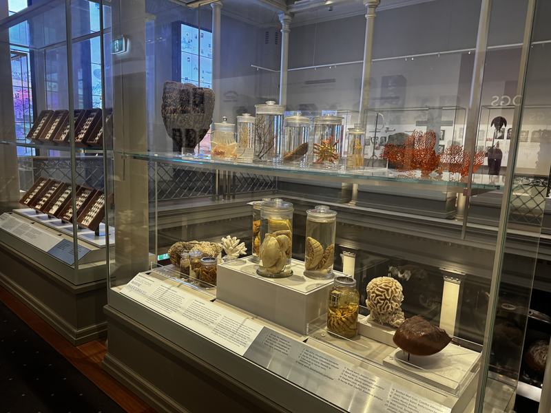 An exhibit in a museum featuring glass cases filled with various items such as coral, crabs  and other marine creatures.