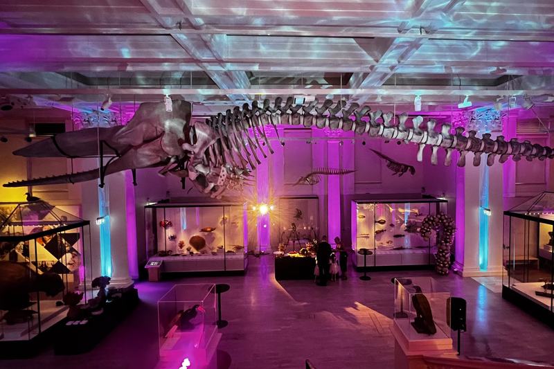 Australian Museum Wild Planet Gallery set up for private venue hire.