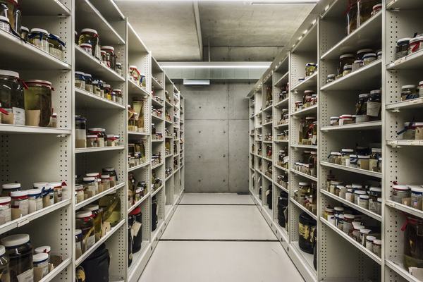 Ichthyology Collection Area 2018