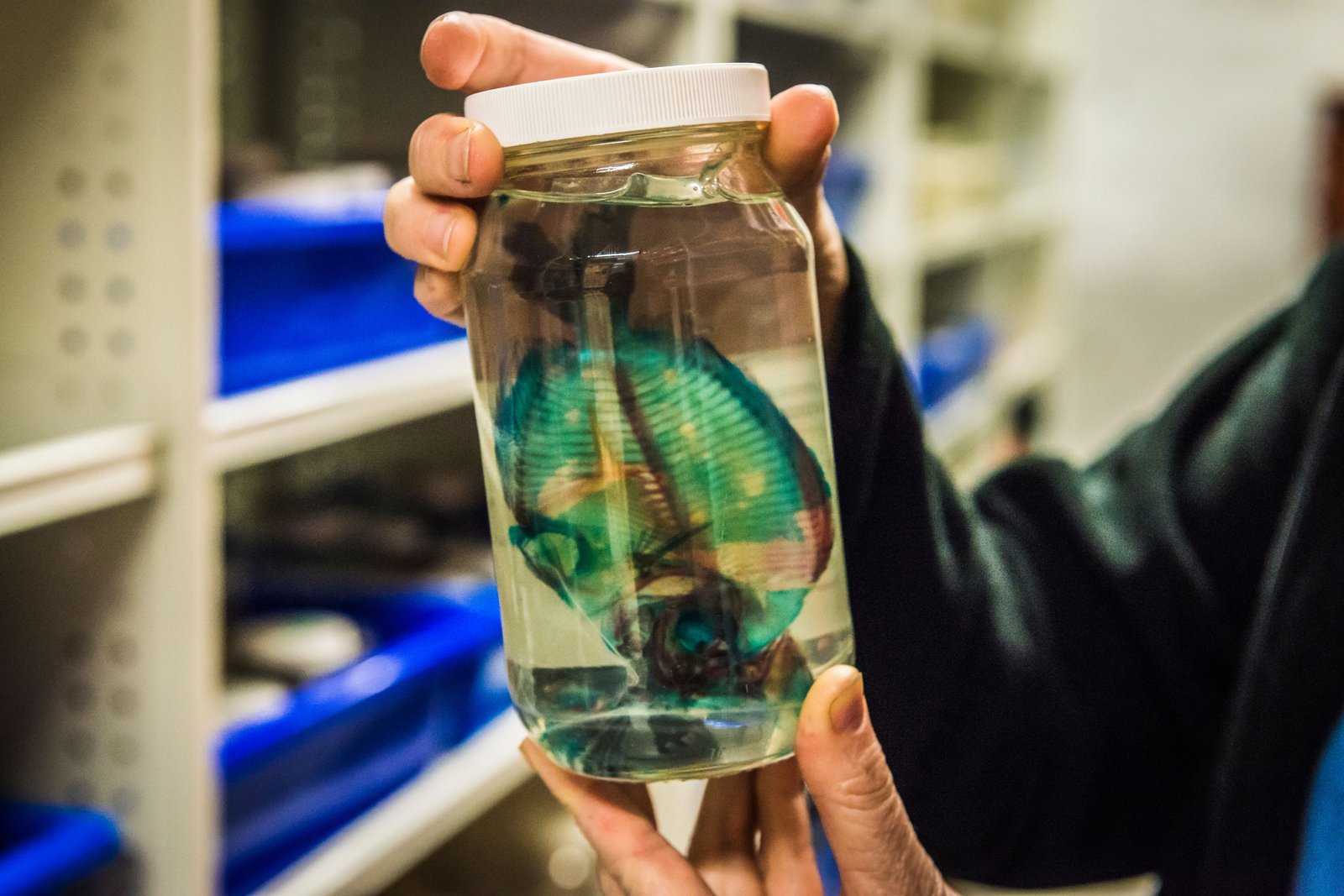 Australian Museum Ichthyology Collection Area 2018