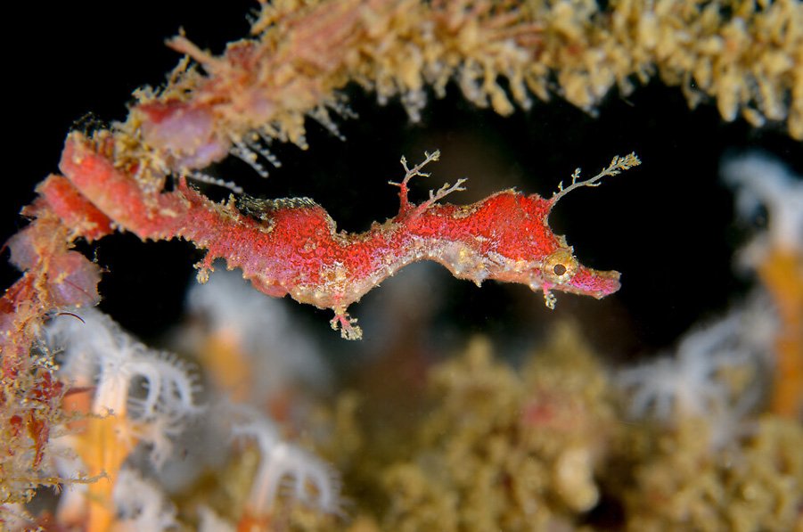 Museum collections show us how diversely biodiverse Gamay (Botany Bay ...