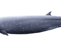 Longman's Beaked Whales, Indopacetus pacificus