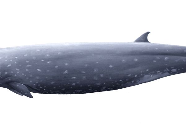 Longman's Beaked Whales, Indopacetus pacificus