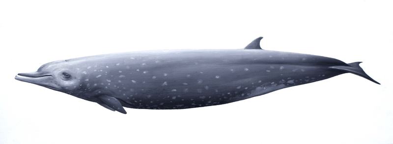 Longman's Beaked Whales, Indopacetus pacificus