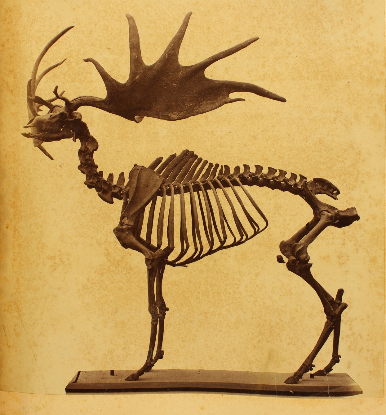 A mounted skeleton of an Irish Elk with enormous flattened antlers displayed on a wooden base