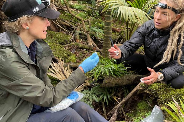 Isabel Hyman and Caitlin swabbing on Lord Howe Island