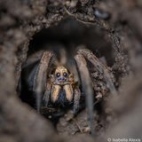 <i>2023 Australian Geographic Nature Photographer of the Year</i>
<p>
Winner Junior: Hidden Courage by Isabella Alexis (age 17), Queensland.
<p><i>Although it’s a petrifying first sight, ask yourself who is more scared right now? Since this is only a photograph, a paused juncture in time, you missed a vital moment. You missed the glimpse of her spiderlings hidden behind her, the moment she became a courageous mother in my eyes.</i>