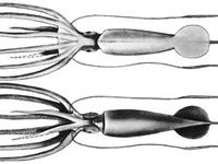 Joubin's Squid, Joubiniteuthis portieri