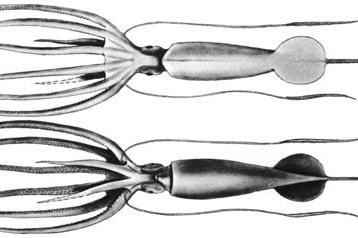 Joubin's Squid, Joubiniteuthis portieri