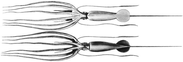Joubin's Squid, Joubiniteuthis portieri