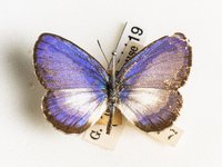 K.181119 Lycaenid butterfly - Psychonotis caelius taygetus