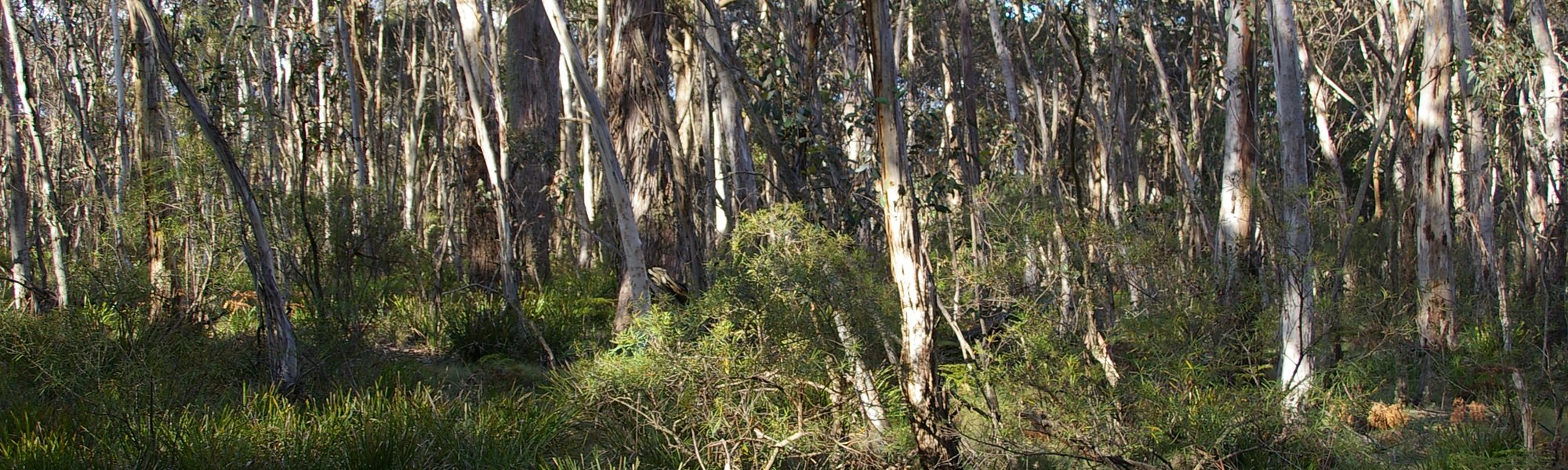 Intriguing InTREEnet - The Australian Museum