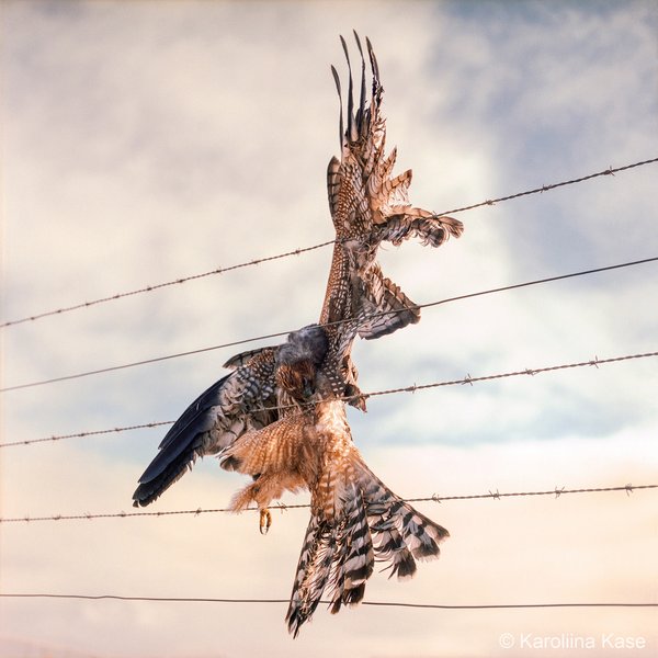 2023 AGNPY Runner Up Our Impact: Spotted Harrier Caught Up In A Fence by Karoliina Kase