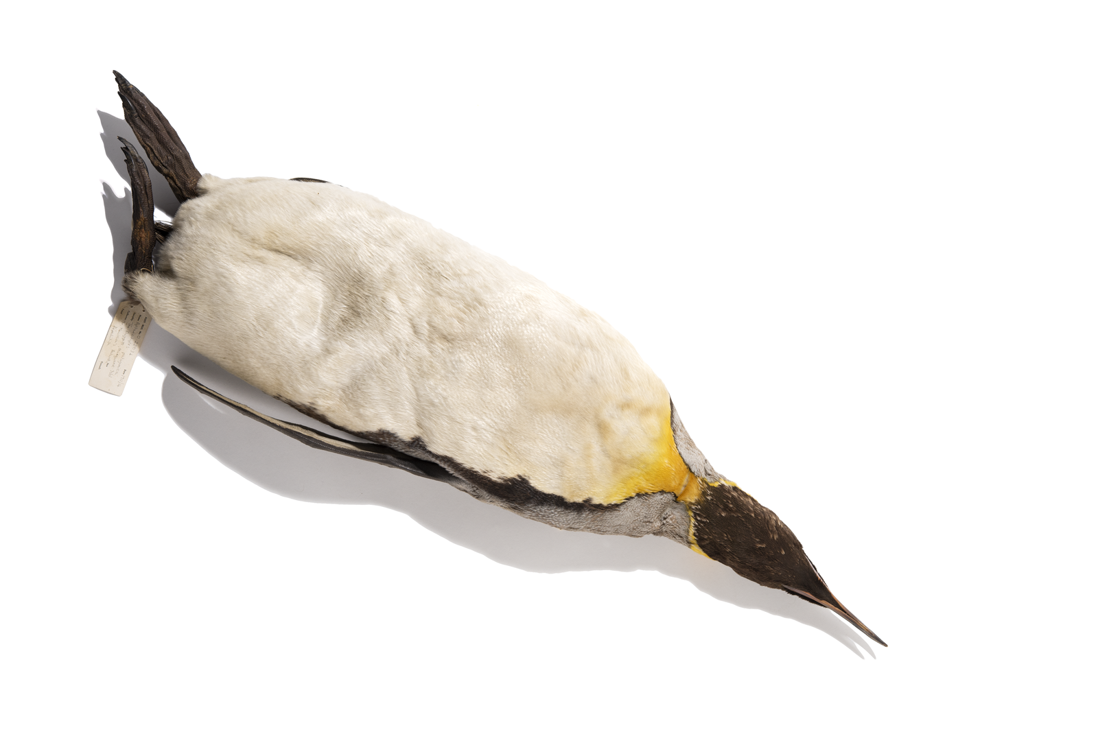 Photograph of a specimen penguin, laying on its back. It has a tag on its left foot.