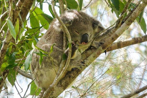 Koala, Phascolarctos cinereus