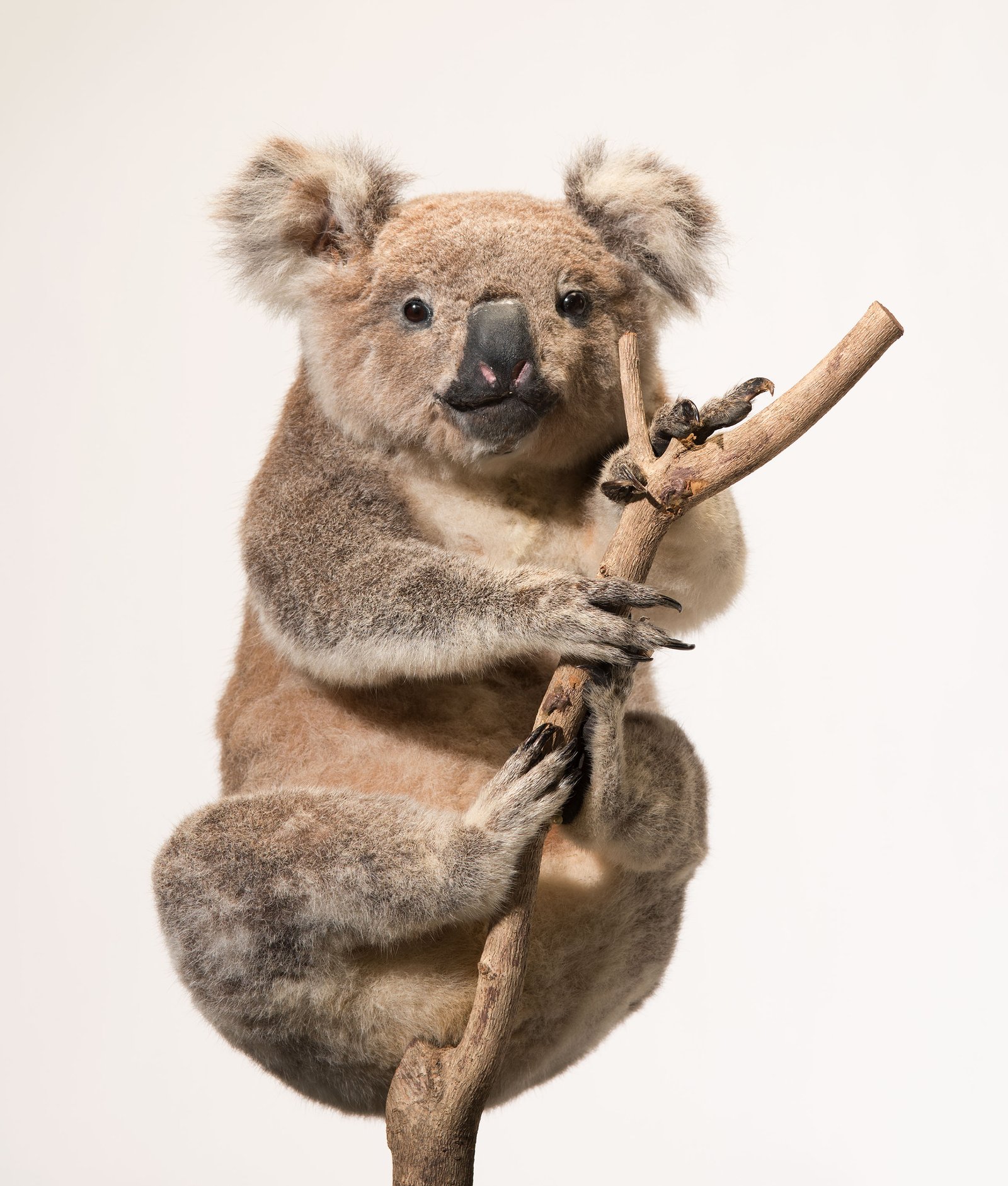 A taxidermied koala specimen mounted on a branch, facing forward against a white background.