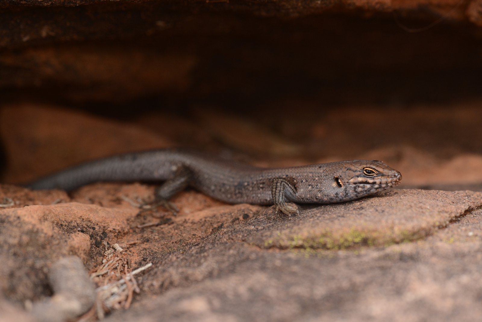 A Kungaka (Liopholis mutawintji) skink resting on red sandstone rock in the Bynguano Range, NSW.