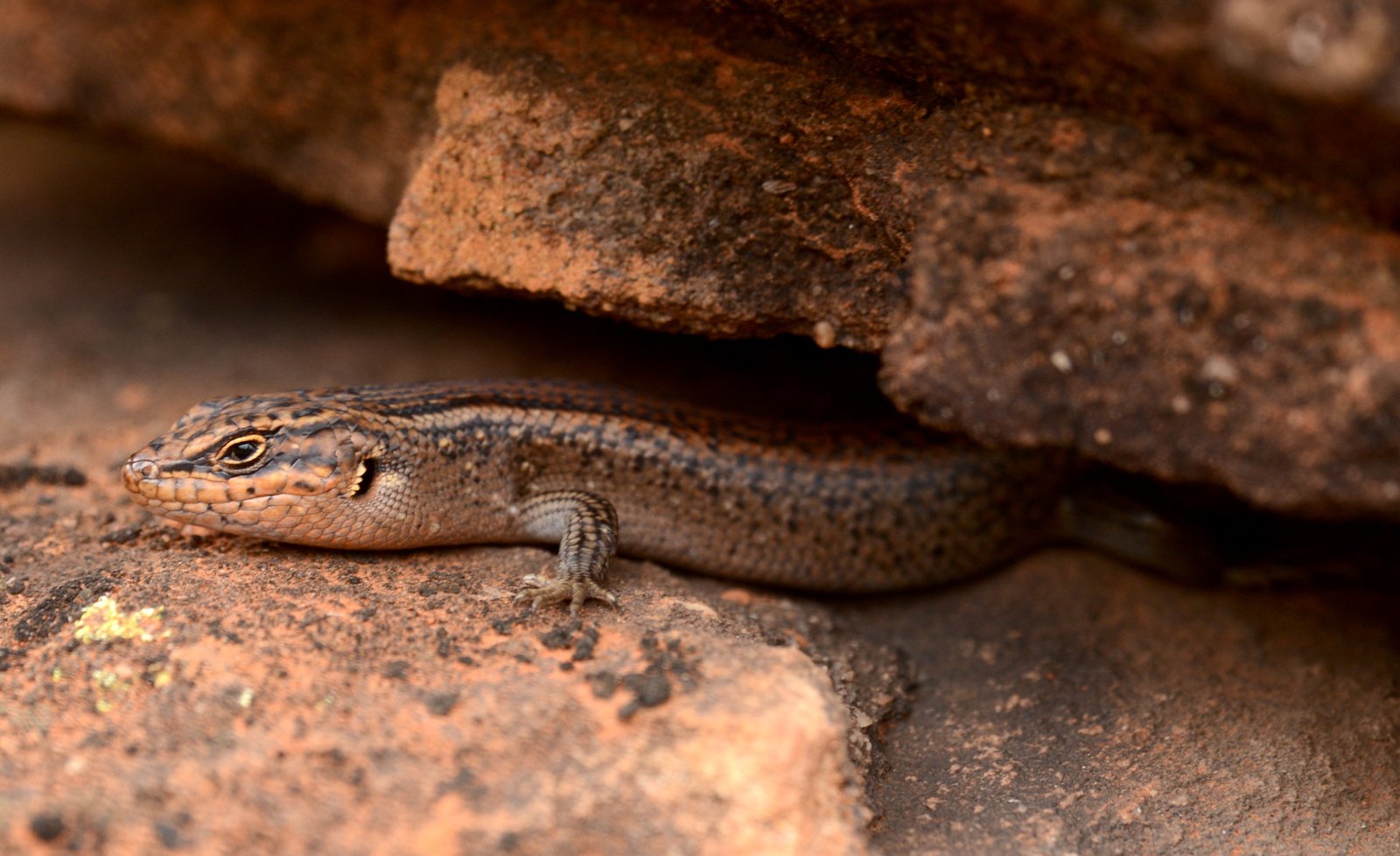 A Kungaka skink emerging from a crevice between red sandstone rocks, facing left.