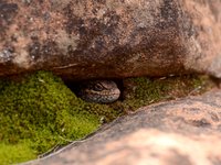 Kungaka (Liopholis mutawintji)