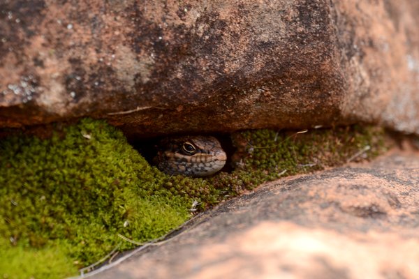 Kungaka (Liopholis mutawintji)