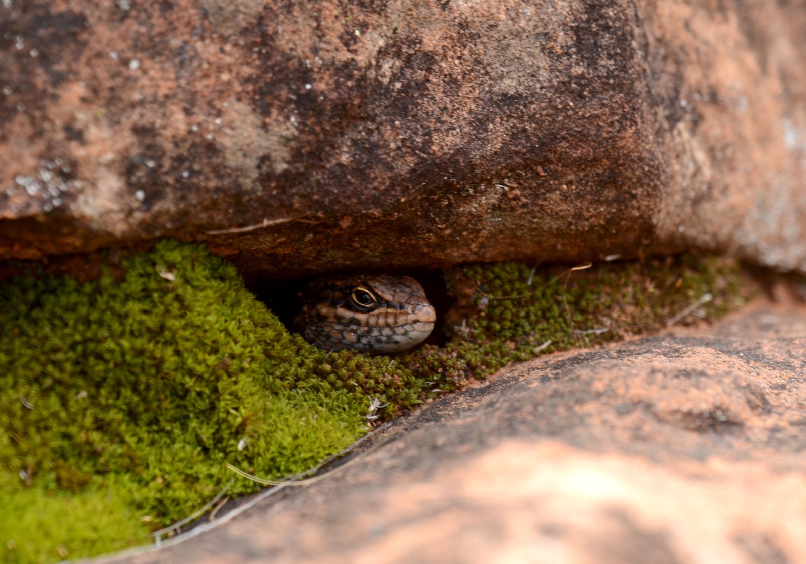 A Kungaka skink peering out from beneath rocks, its head nestled in a bed of bright green moss.