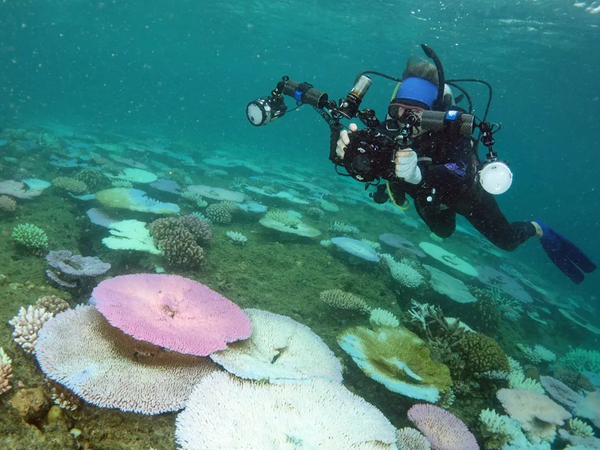 Bleached and fluorescing Acropora corals on the reef crest near South Island, Lizard Island Group, on 25 Feb 2024.