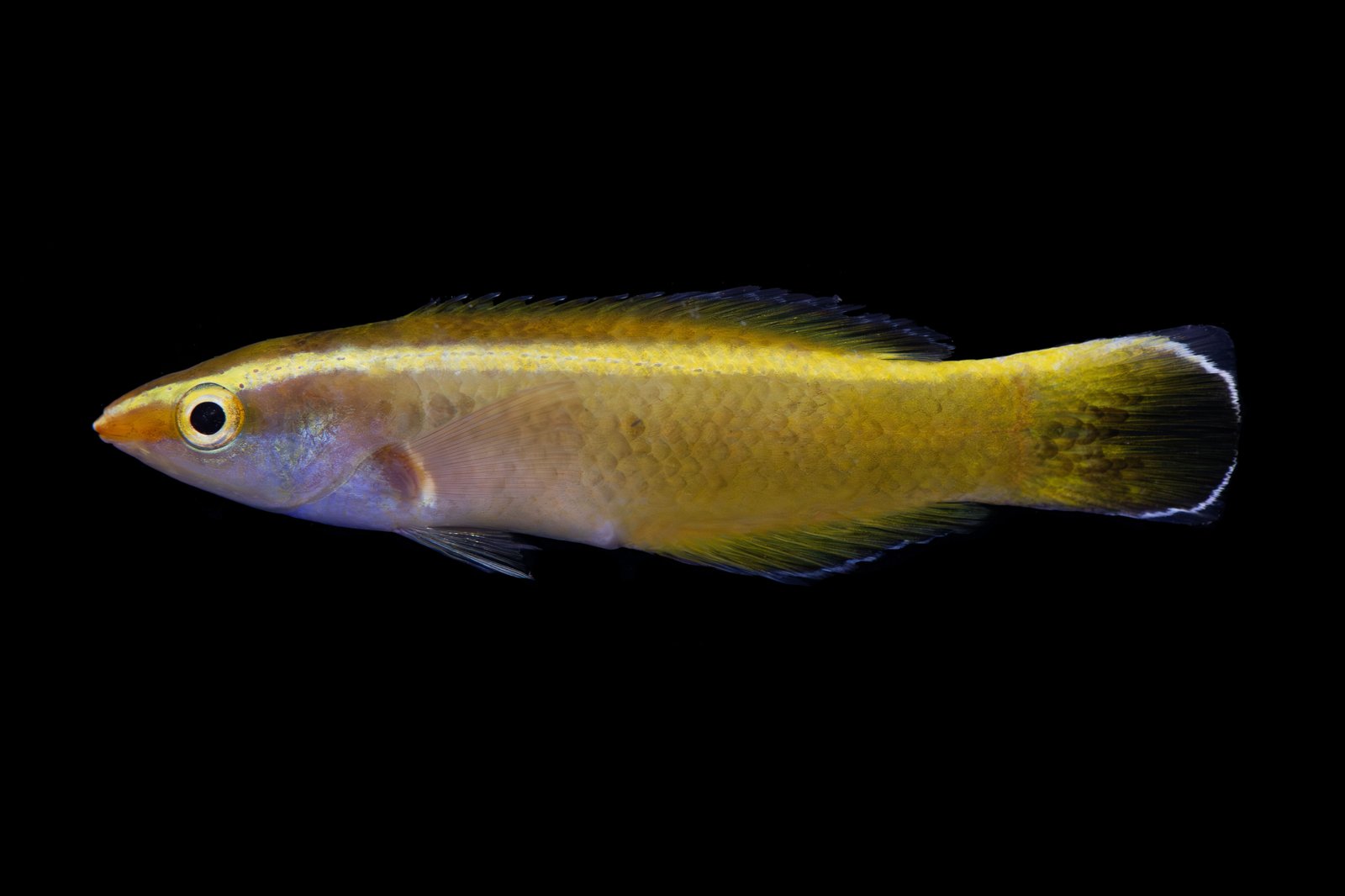 Goldenrod Cleaner Wrasse photographed showing vivid yellow colouring and pointed snout.