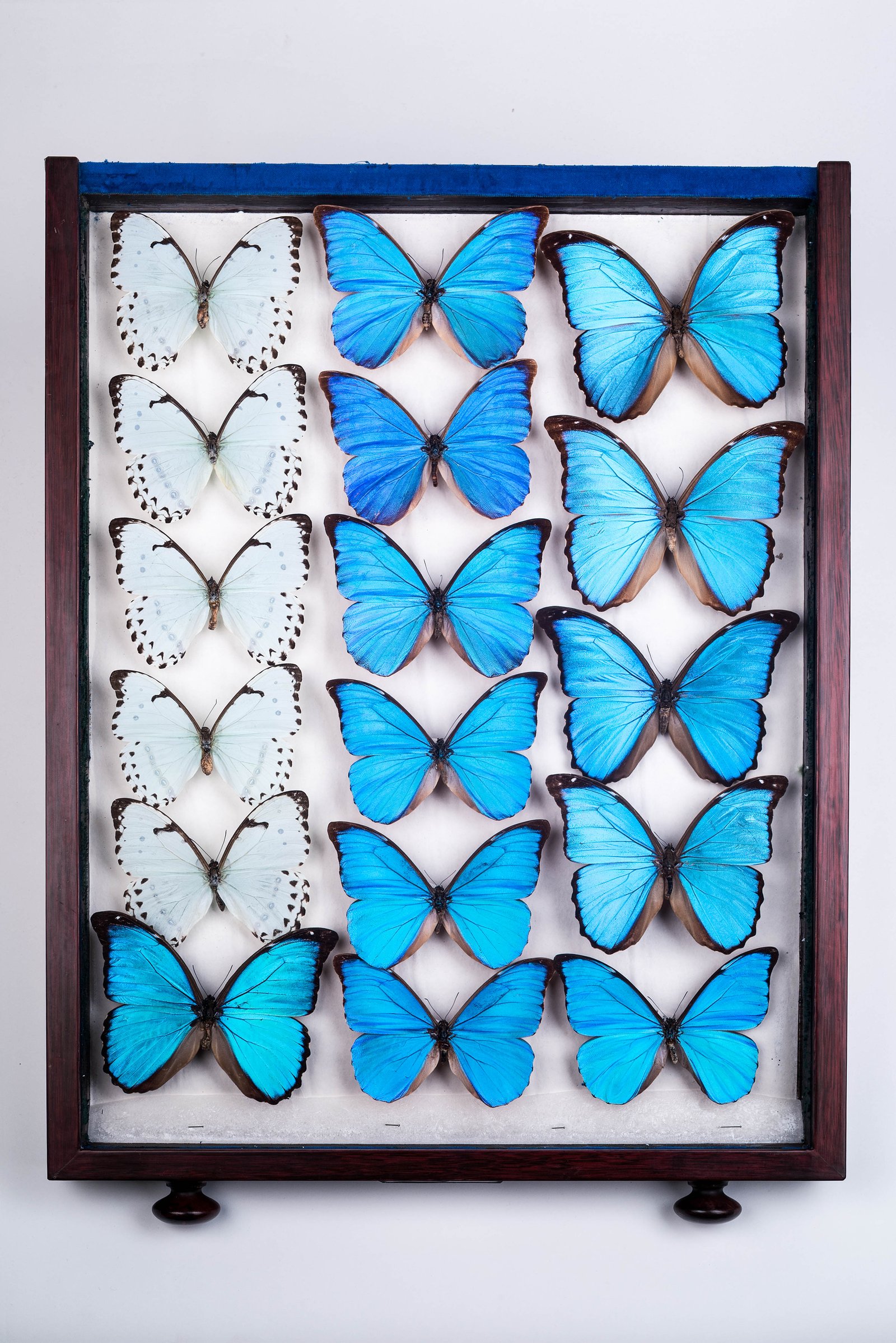 A display drawer containing pinned Morpho butterflies in vivid blue and pale white specimens.