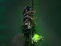 European Glow-Worm, Lampyris noctiluca