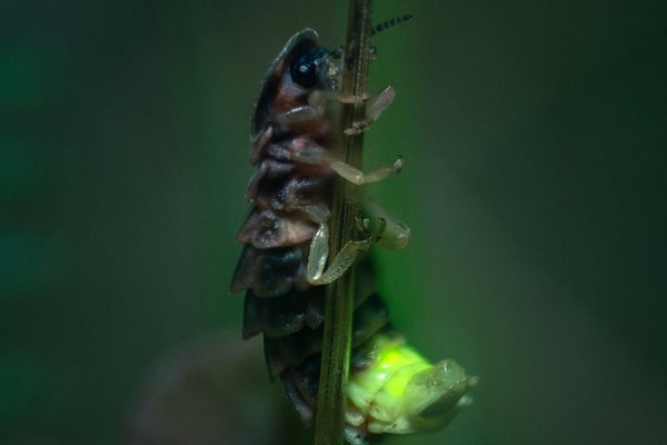 European Glow-Worm, Lampyris noctiluca