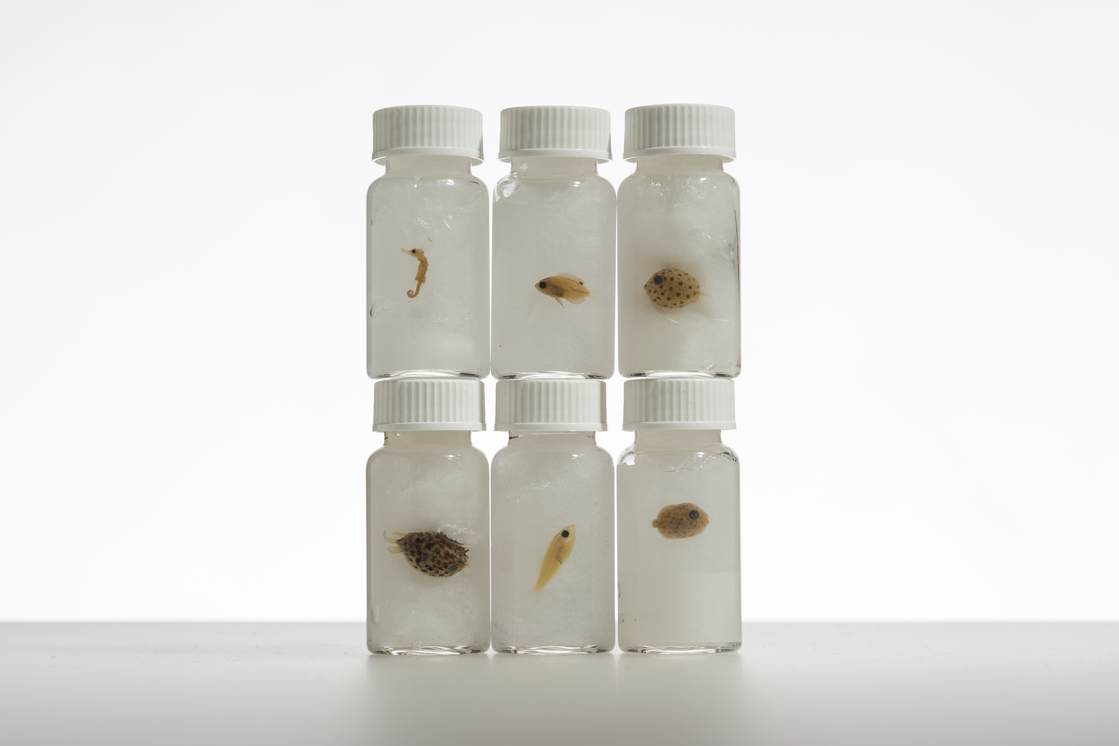 Six small specimen bottles containing preserved larval reef fish specimens arranged in two rows.