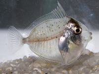 Larval surgeonfish, Naso sp