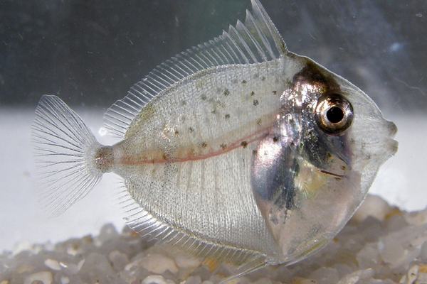 Larval surgeonfish, Naso sp