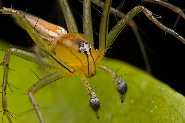 A close-up of a yellow-orange lynx spider's face, with striped markings, spiny legs, and dark bulbous pedipalps, perched on a green leaf.