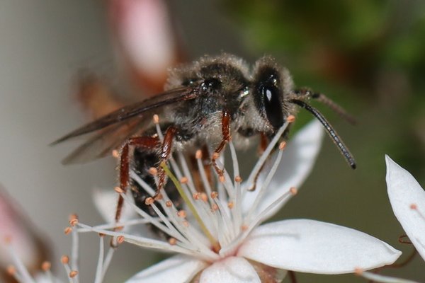 Leioproctus plumosus