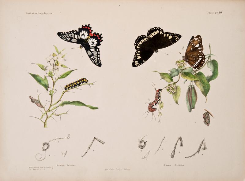 Austrailan Lepidoptera and their Transformations Volume 2, page 63