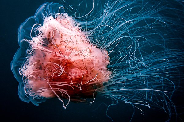 Lion's Mane Jellyfish, Cyanea capillata