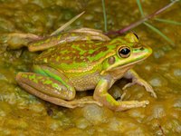 Litoria aurea Green and Golden Bell Frog
