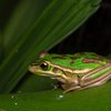 Green and golden bell frog, Litoria aurea