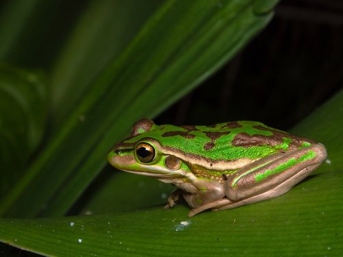 Green and golden bell frog, Litoria aurea