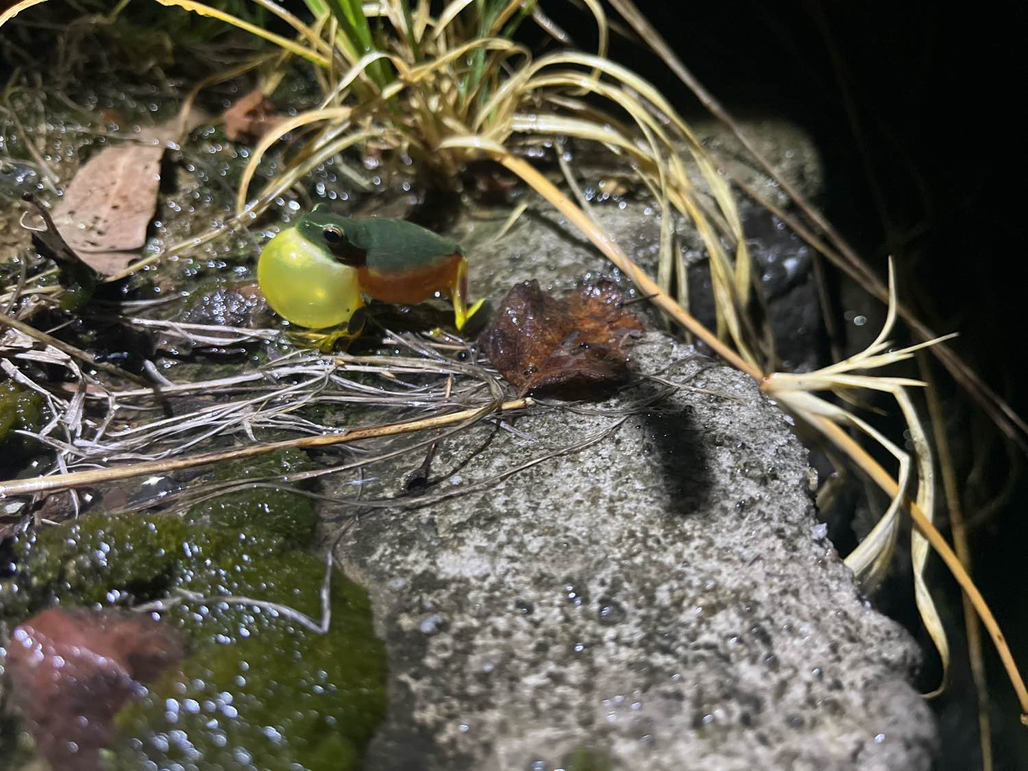 Graceful Tree Frog (Litoria/Chlorohyla gracilenta) recorded by Tommi Mason in QLD during FrogID Week 2025