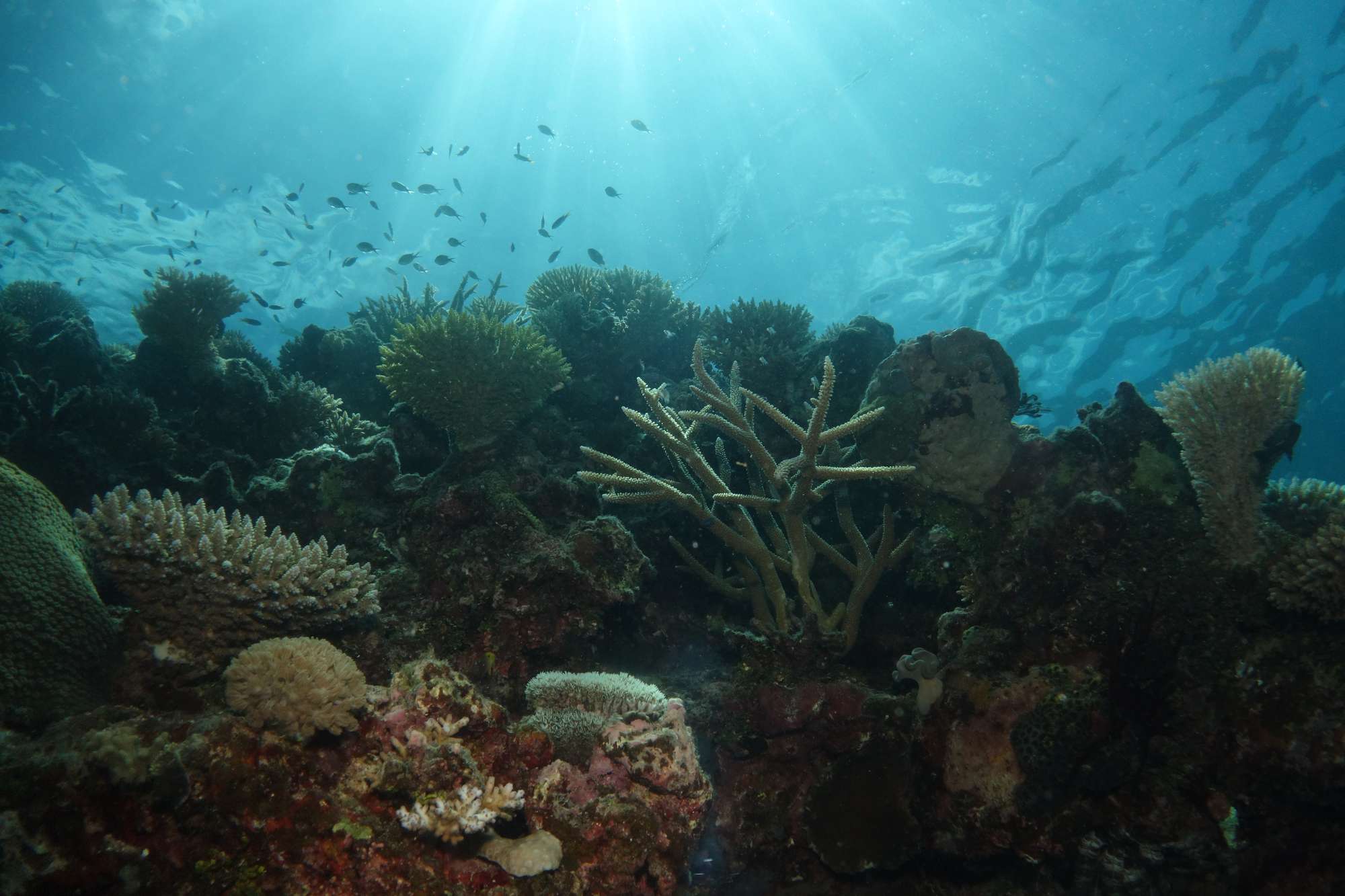 Lizard Island Research Station, Great Barrier Reef.