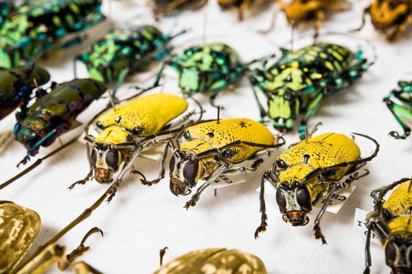 Longicorn & Harliquin Beetles
