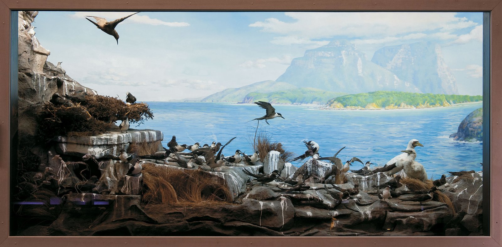 A large museum diorama depicting a seabird colony on rocky outcrops with a painted coastal landscape