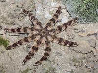 Luidia maculata
