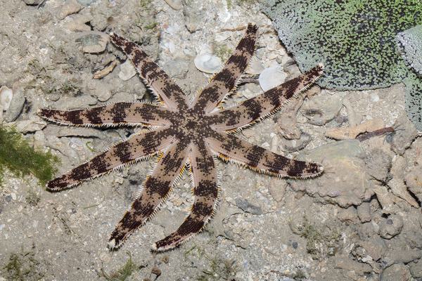 Luidia maculata
