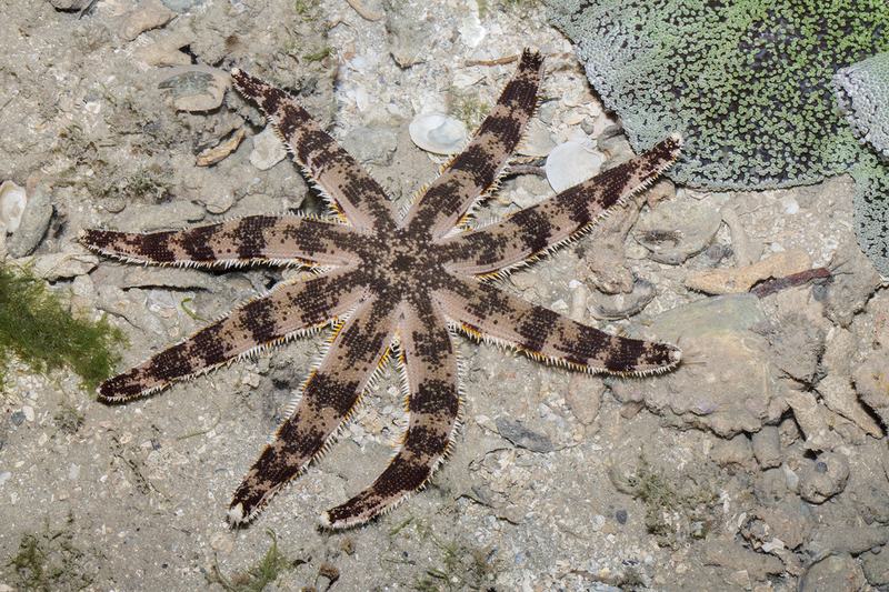 Luidia maculata