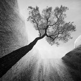 <i>2023 Australian Geographic Nature Photographer of the Year</i>
<p>Winner Monochrome: Desert Tower by Luke Tscharke, Tasmania.
<p><i>A Desert Oak stretches skyward beneath the towering monolith of Uluru. A low perspective situates the tree within the scene’s natural curves. Captured in infrared to contrast the dark tree bark with the foliage and rock wall.</i>