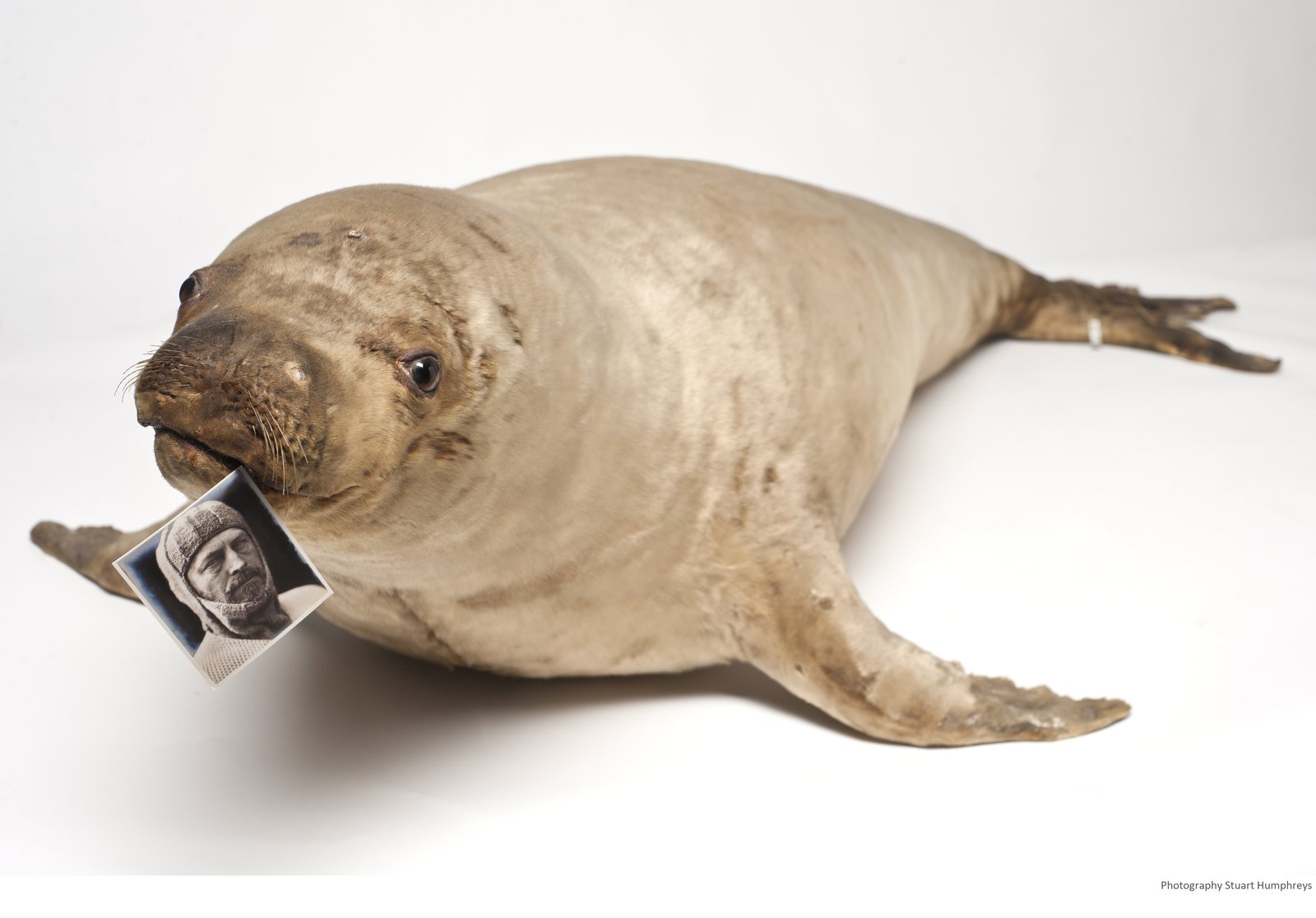 Photograph of a seal against a white background, holding a black and white photo in its mouth.